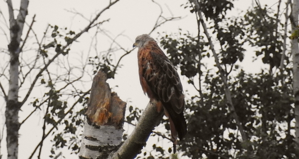 Kania ruda, kania rdzawa (Milvus milvus)