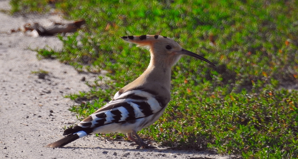Dudek, dudek zwyczajny (Upupa epops)