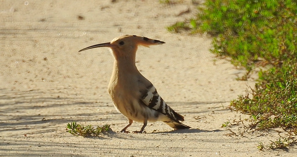 Dudek, dudek zwyczajny (Upupa epops)