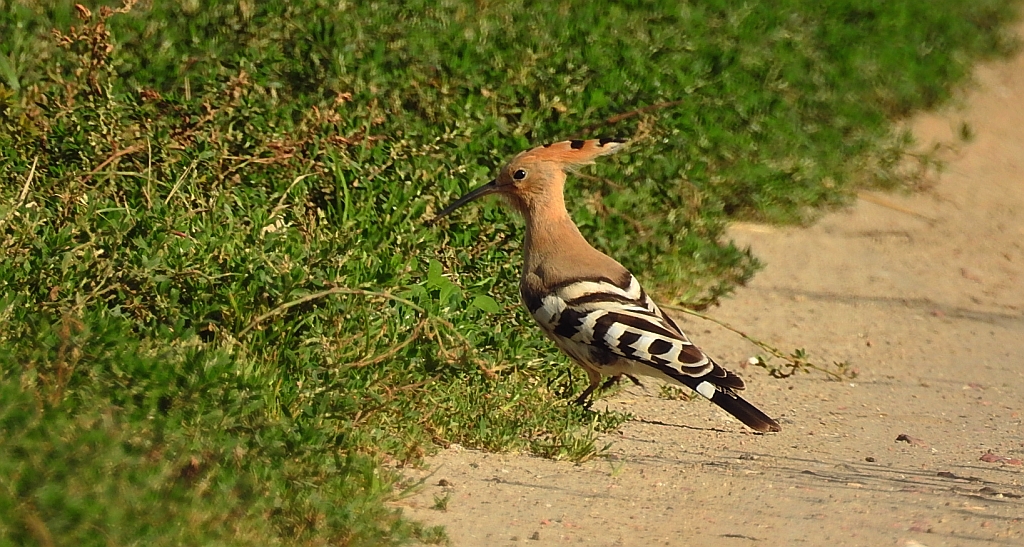 Dudek, dudek zwyczajny (Upupa epops)