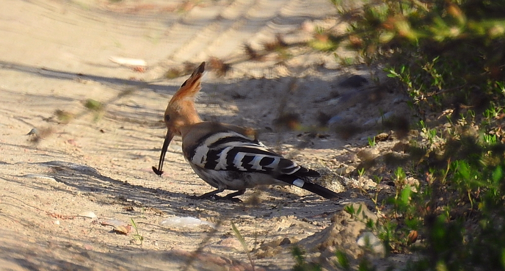 Dudek, dudek zwyczajny (Upupa epops)
