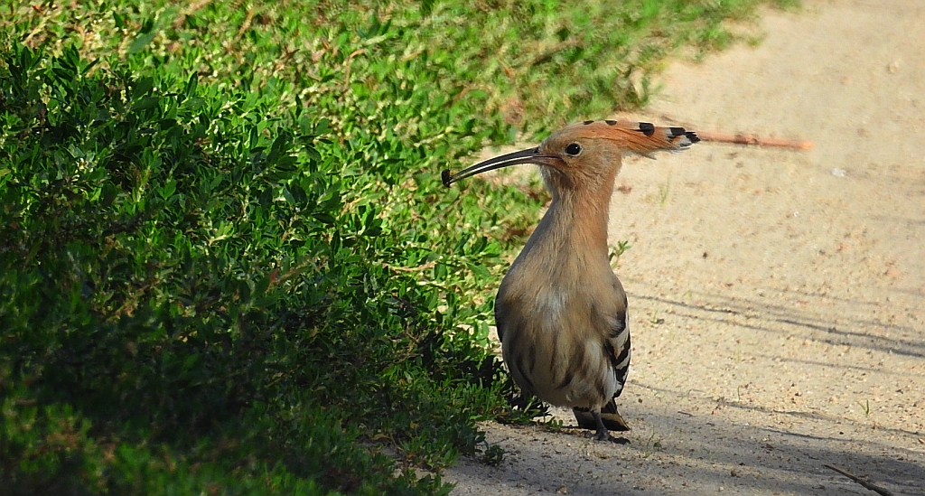 Dudek, dudek zwyczajny (Upupa epops)