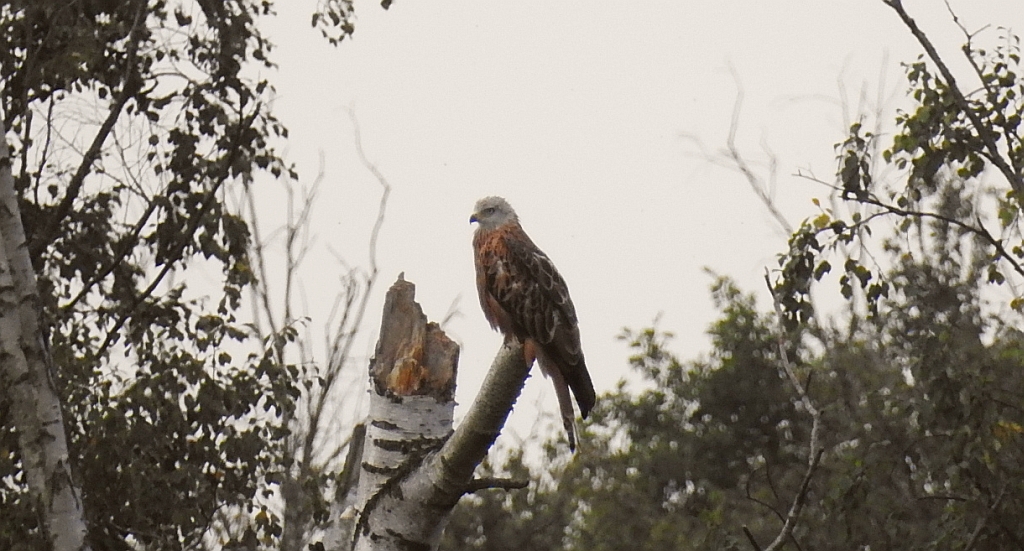 Kania ruda, kania rdzawa (Milvus milvus)