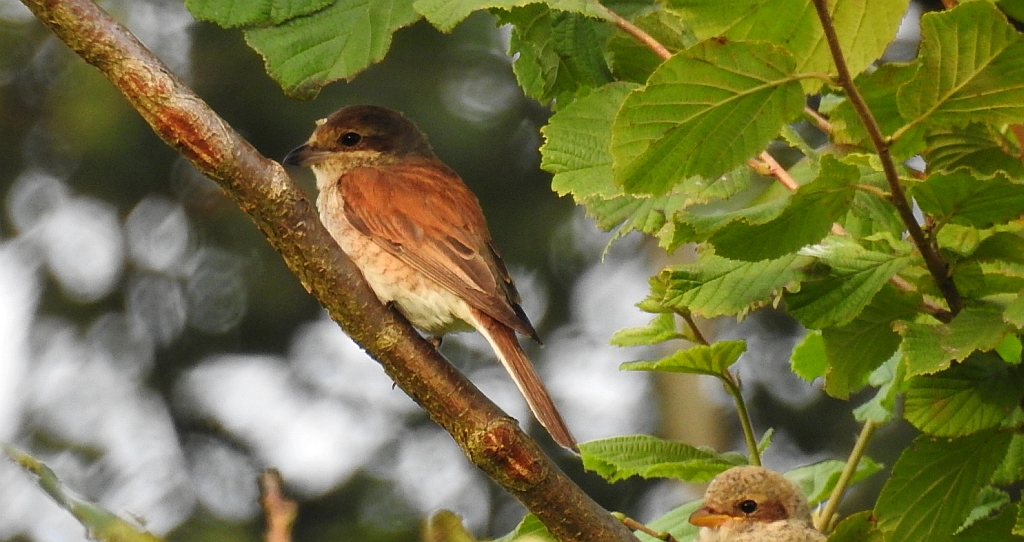 Gąsiorek, dzierzba gąsiorek (Lanius collurio)