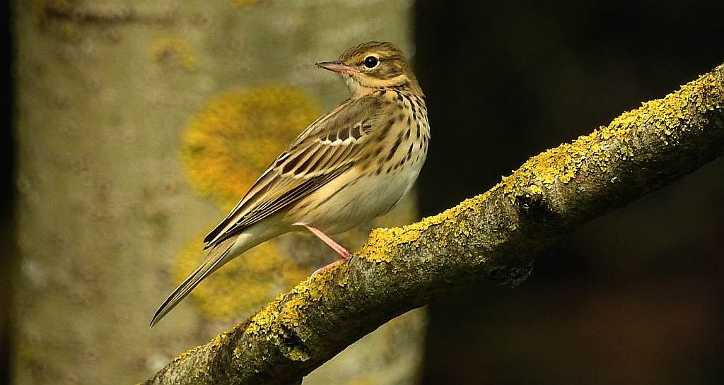 Świergotek drzewny (Anthus trivialis)