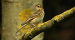 Świergotek drzewny (Anthus trivialis)