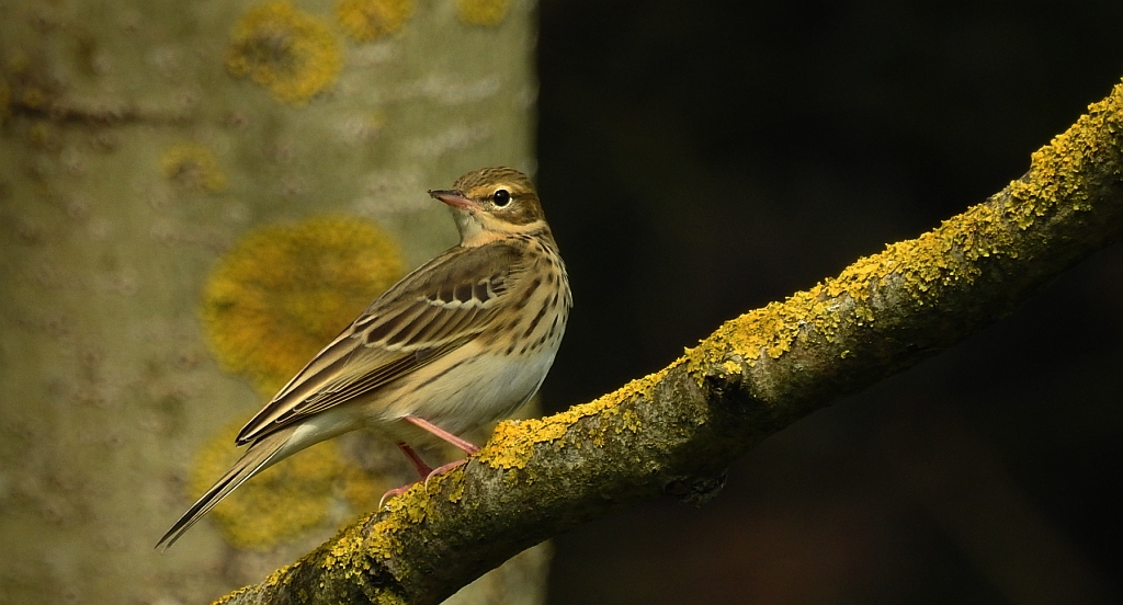 Świergotek drzewny (Anthus trivialis)