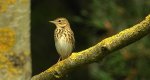 Świergotek drzewny (Anthus trivialis)