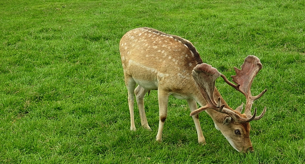 Daniel zwyczajny (Dama dama)