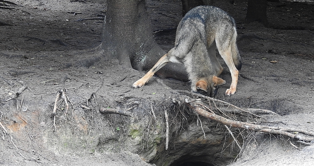 Wilk szary, wilk (Canis lupus)