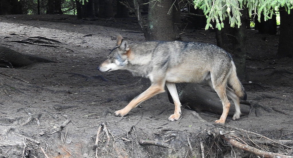 Wilk szary, wilk (Canis lupus)