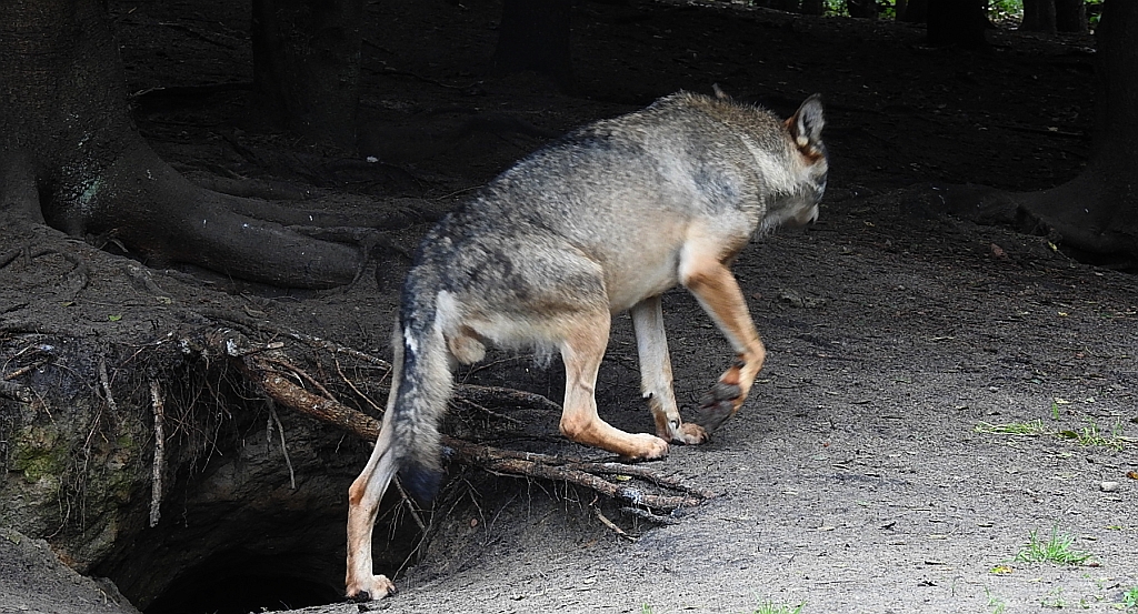 Wilk szary, wilk (Canis lupus)