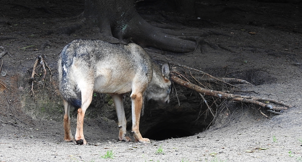 Wilk szary, wilk (Canis lupus)