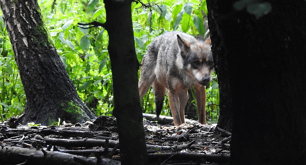Wilk szary, wilk (Canis lupus)