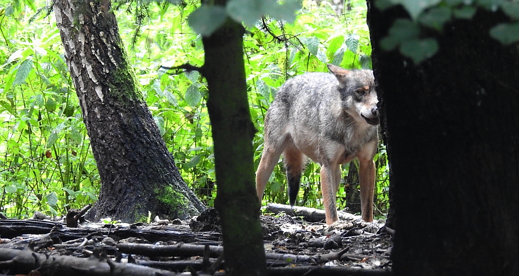 Wilk szary, wilk (Canis lupus)