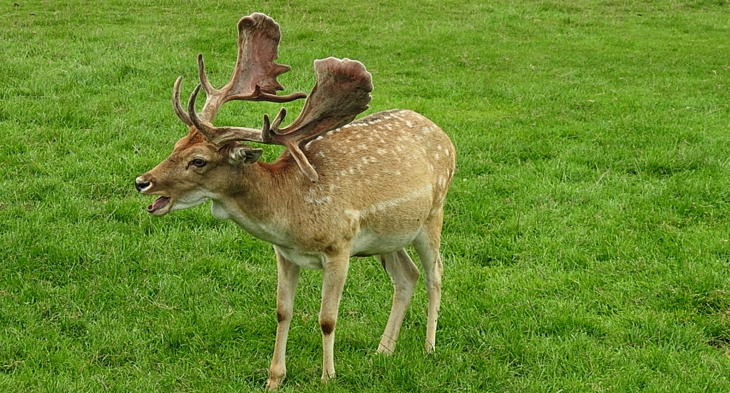 Daniel zwyczajny (Dama dama)