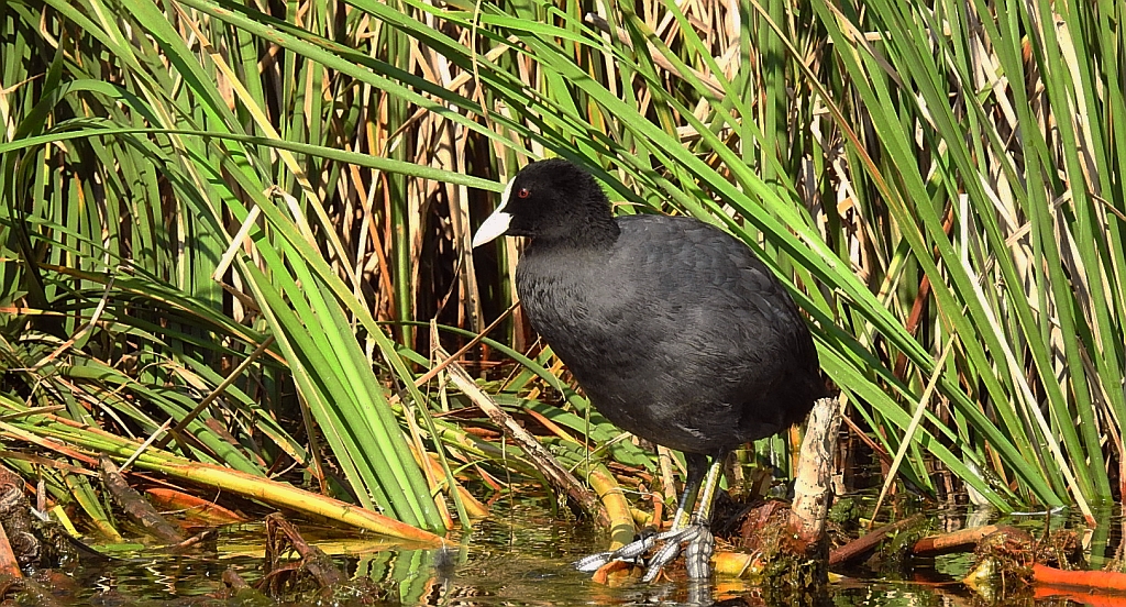 Łyska zwyczajna, łyska (Fulica atra)