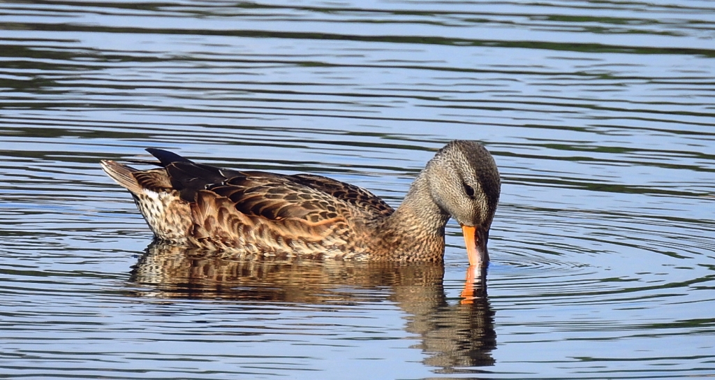 Krakwa, kaczka krakwa (Mareca strepera)