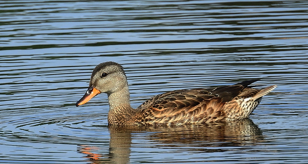 Krakwa, kaczka krakwa (Mareca strepera)