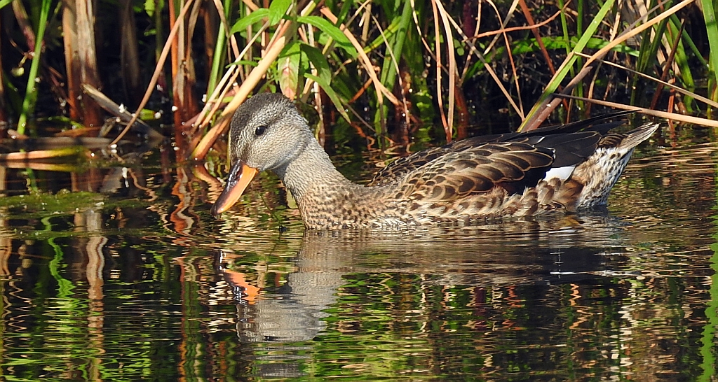 Krakwa, kaczka krakwa (Mareca strepera)