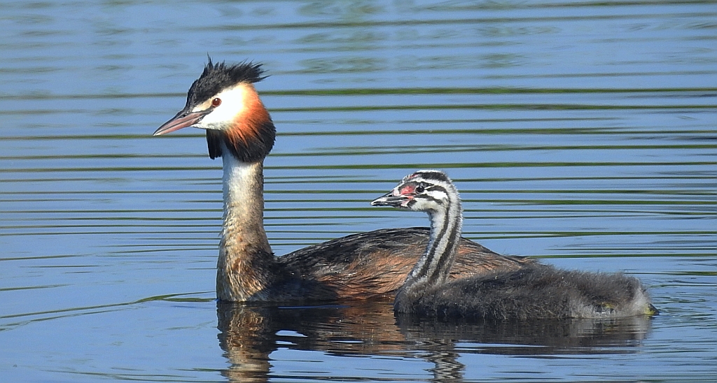 Perkoz dwuczuby (Podiceps cristatus)