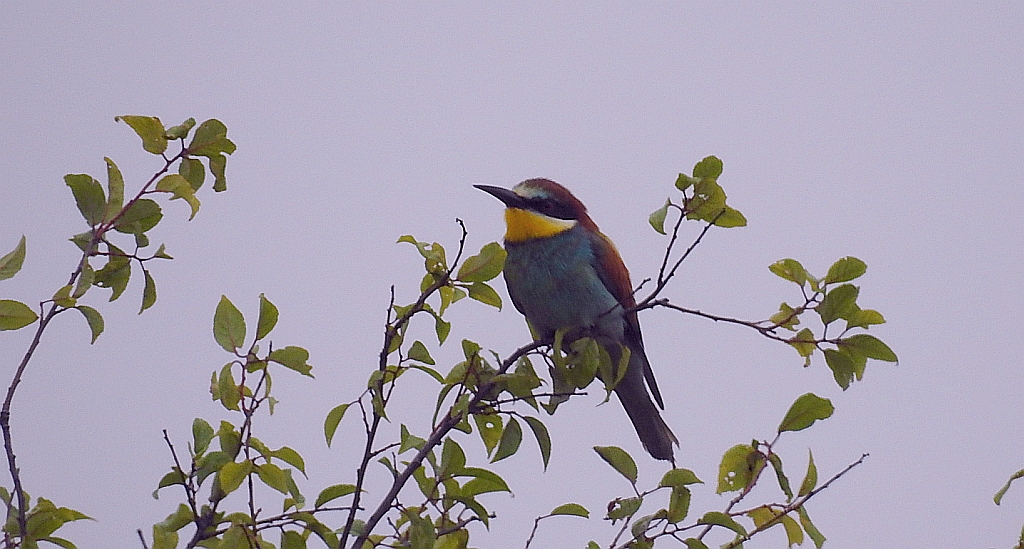 Żołna zwyczajna, żołna pospolita, żołna pszczołojad (Merops apiaster)