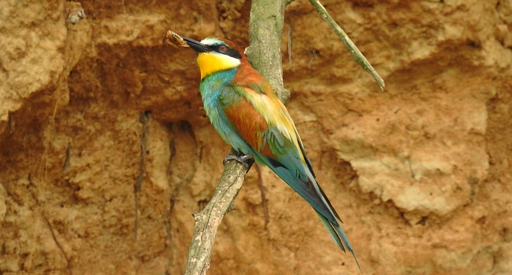 Żołna zwyczajna, żołna pospolita, żołna pszczołojad (Merops apiaster)