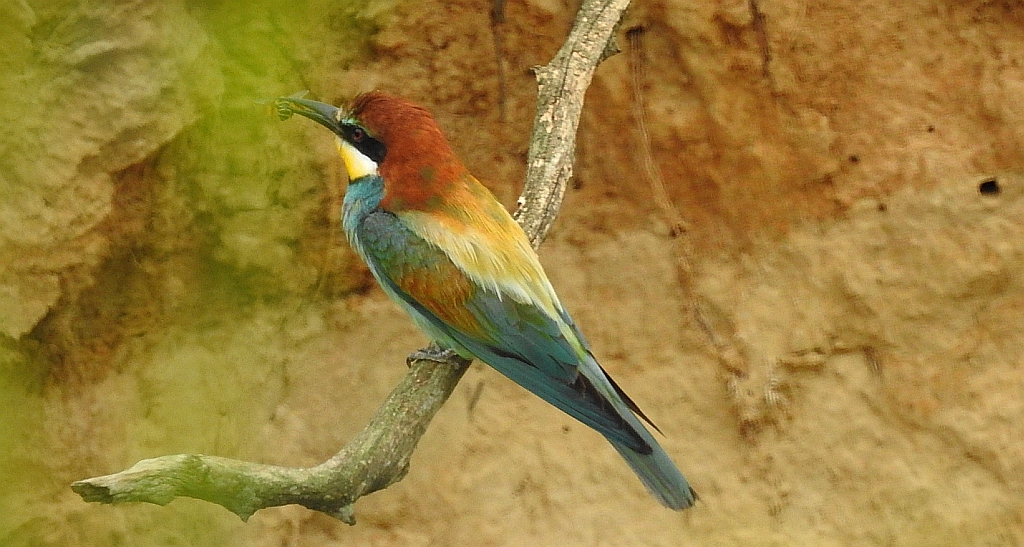 Żołna zwyczajna, żołna pospolita, żołna pszczołojad (Merops apiaster)