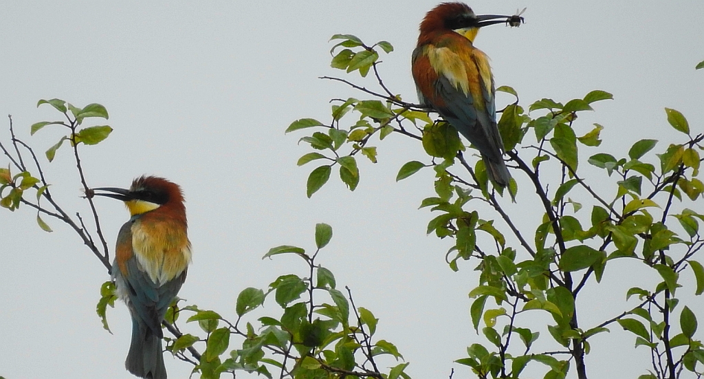 Żołna zwyczajna, żołna pospolita, żołna pszczołojad (Merops apiaster)