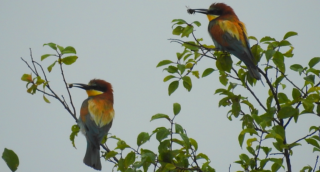 Żołna zwyczajna, żołna pospolita, żołna pszczołojad (Merops apiaster)