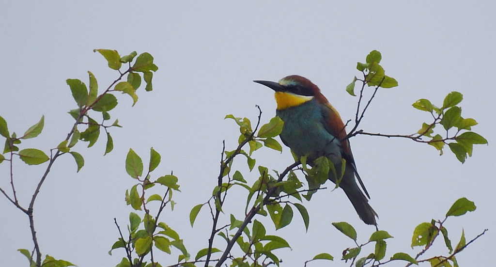 Żołna zwyczajna, żołna pospolita, żołna pszczołojad (Merops apiaster)
