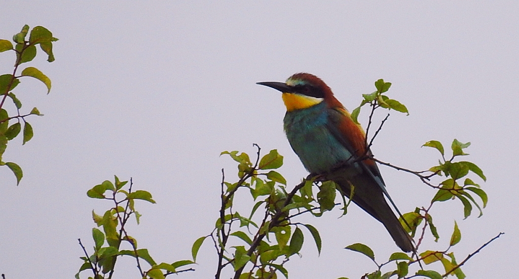 Żołna zwyczajna, żołna pospolita, żołna pszczołojad (Merops apiaster)