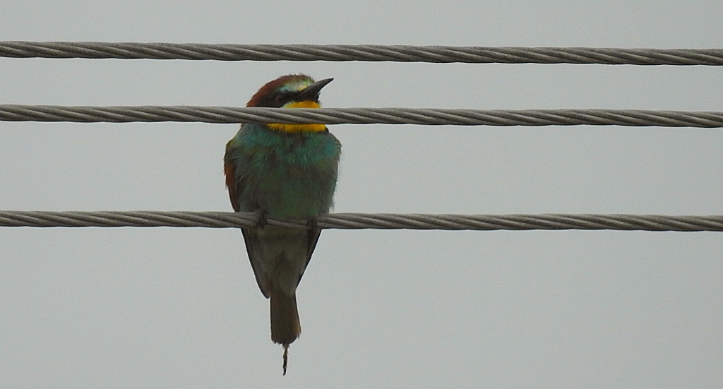 Żołna zwyczajna, żołna pospolita, żołna pszczołojad (Merops apiaster)