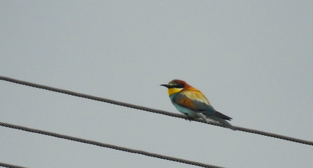 Żołna zwyczajna, żołna pospolita, żołna pszczołojad (Merops apiaster)