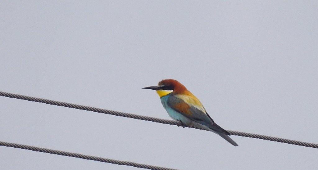 Żołna zwyczajna, żołna pospolita, żołna pszczołojad (Merops apiaster)