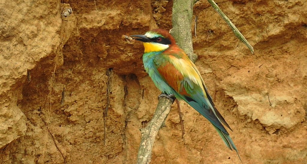 Żołna zwyczajna, żołna pospolita, żołna pszczołojad (Merops apiaster)