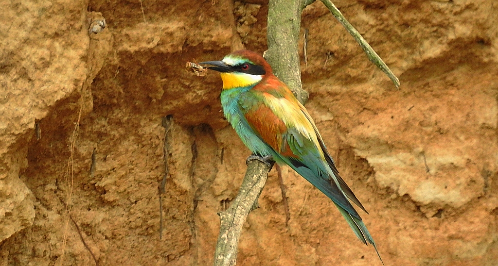 Żołna zwyczajna, żołna pospolita, żołna pszczołojad (Merops apiaster)