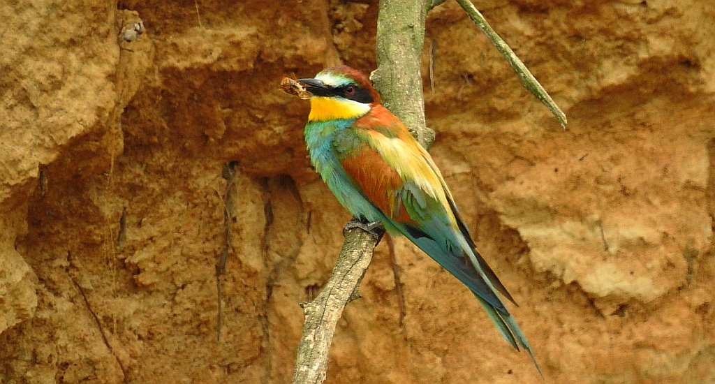 Żołna zwyczajna, żołna pospolita, żołna pszczołojad (Merops apiaster)