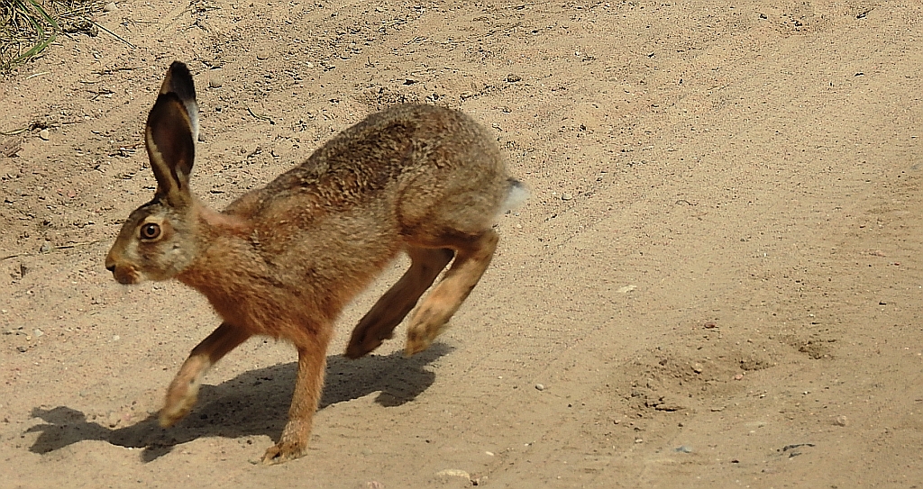 Zając szarak (Lepus europaeus)