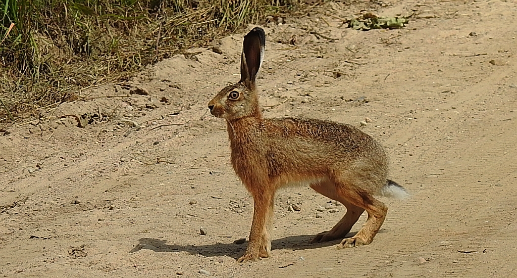 Zając szarak (Lepus europaeus)