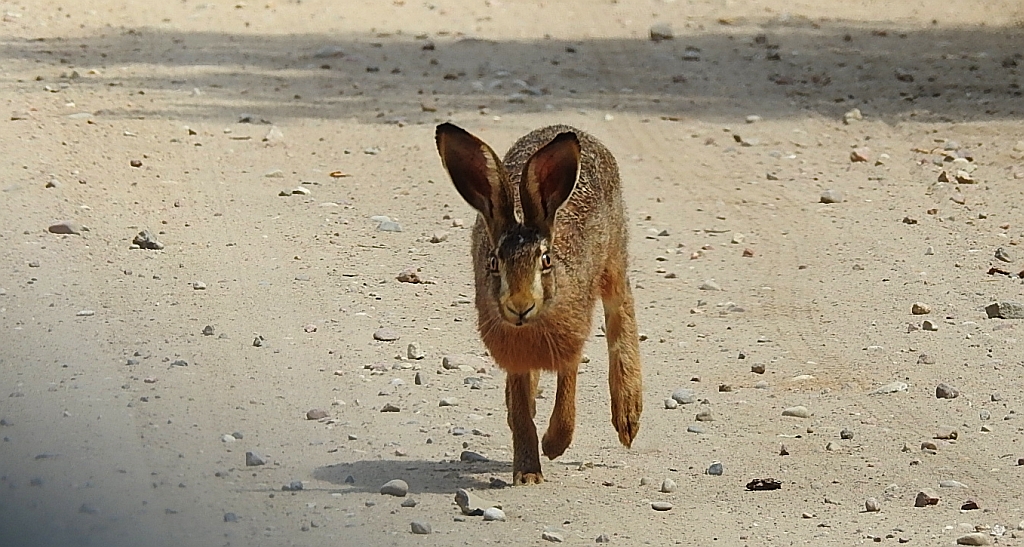 Zając szarak (Lepus europaeus)