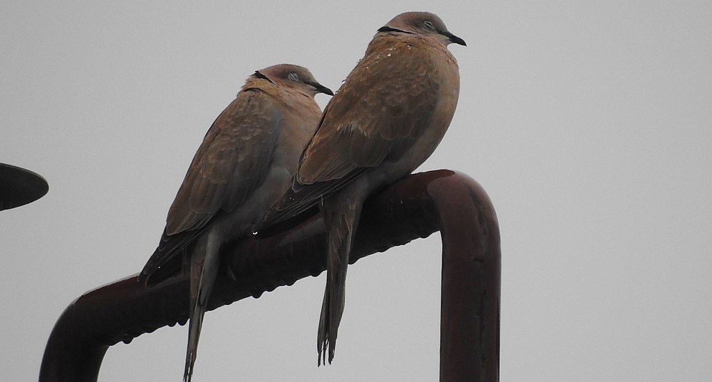 Sierpówka, synogarlica turecka (Streptopelia decaocto)