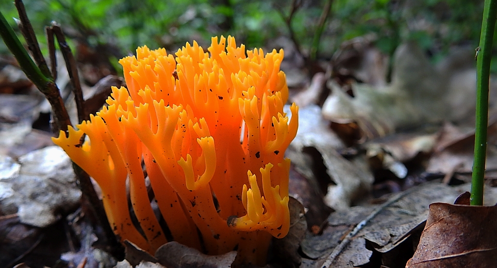 Koralówka strojna (Ramaria formosa)