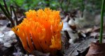 Koralówka strojna (Ramaria formosa)