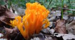 Koralówka strojna (Ramaria formosa)