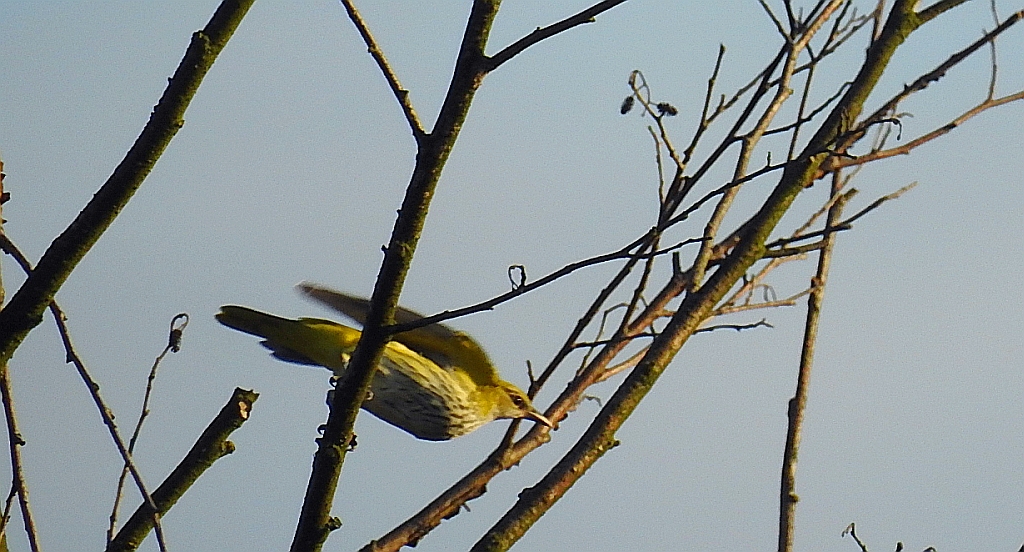 Wilga zwyczajna, wilga (Oriolus oriolus)