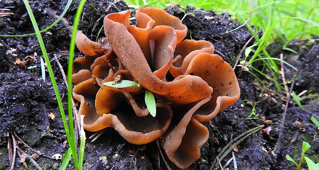 Uchówka skórzasta (Otidea alutacea)