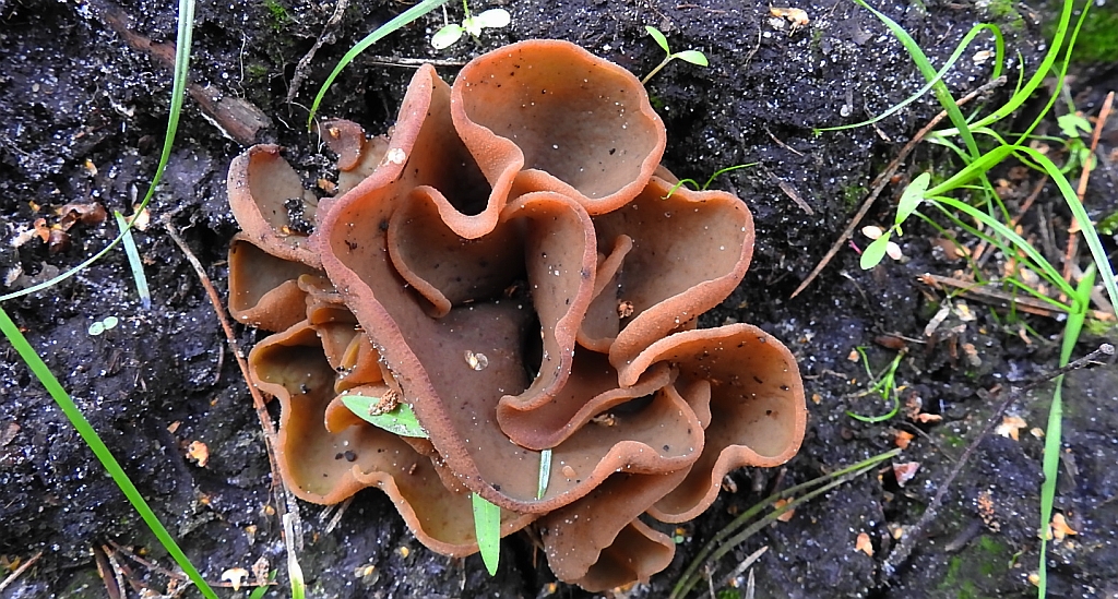 Uchówka skórzasta (Otidea alutacea)