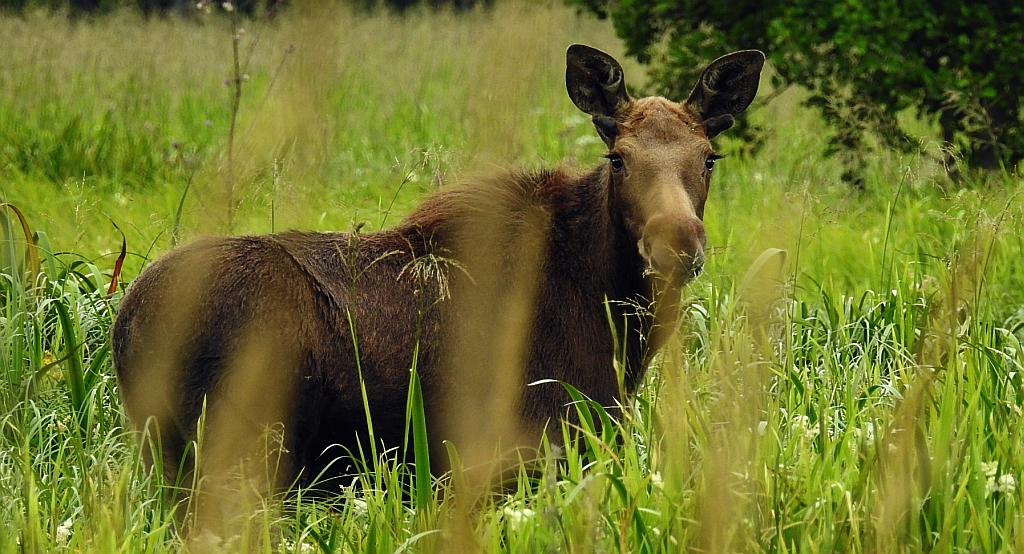 Łoś euroazjatycki (Alces alces)
