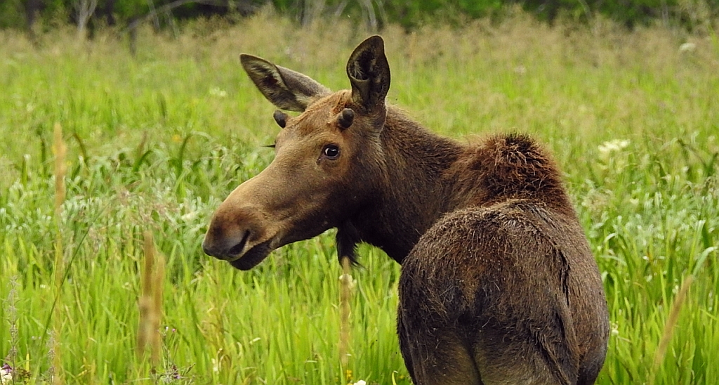 Łoś euroazjatycki (Alces alces)